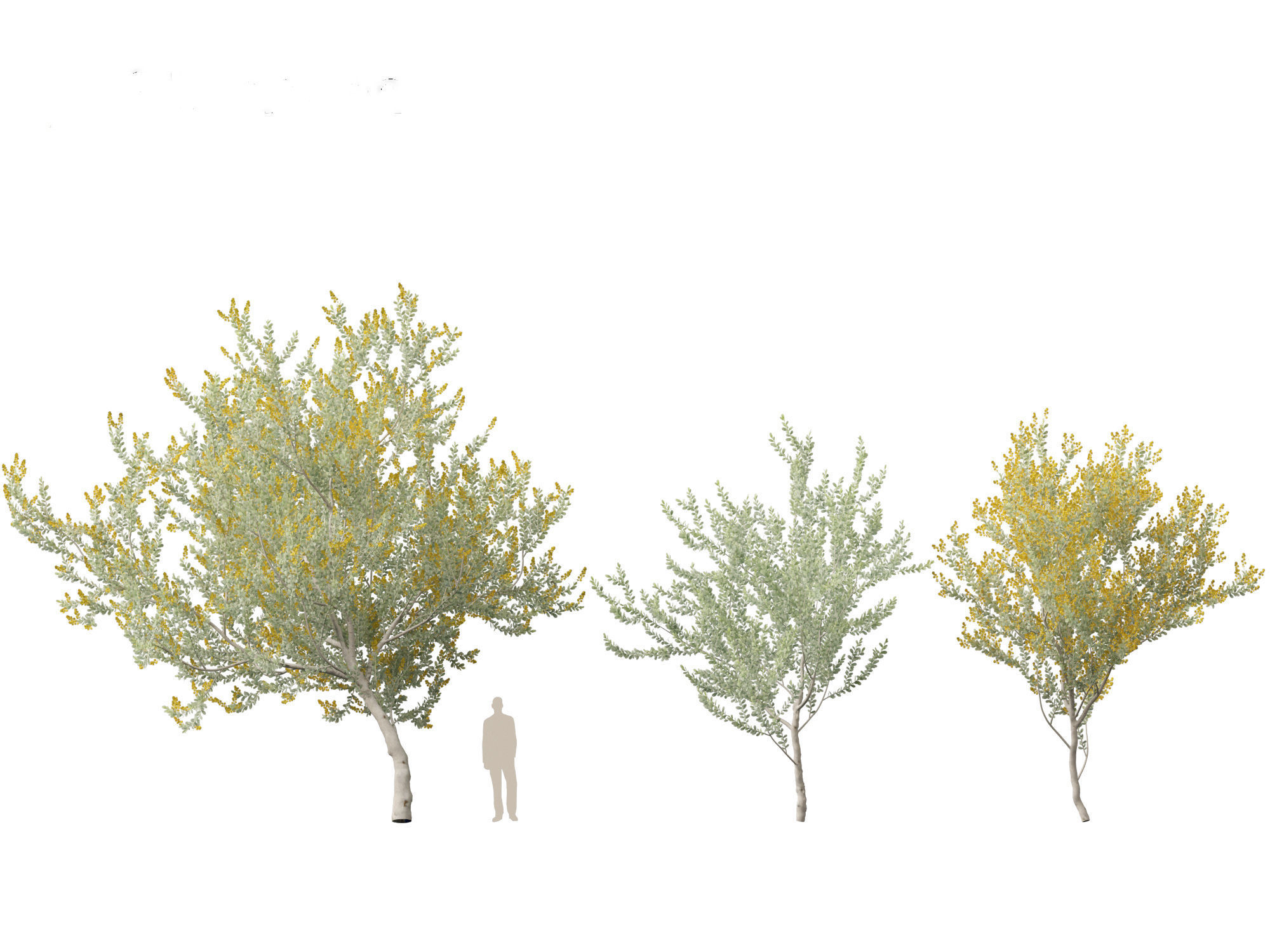 Acacia podalyriifolia - Queensland silver wattle 3D model_6
