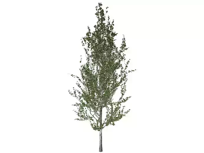 Lombardy Poplar Tree - 02 - 3D model
