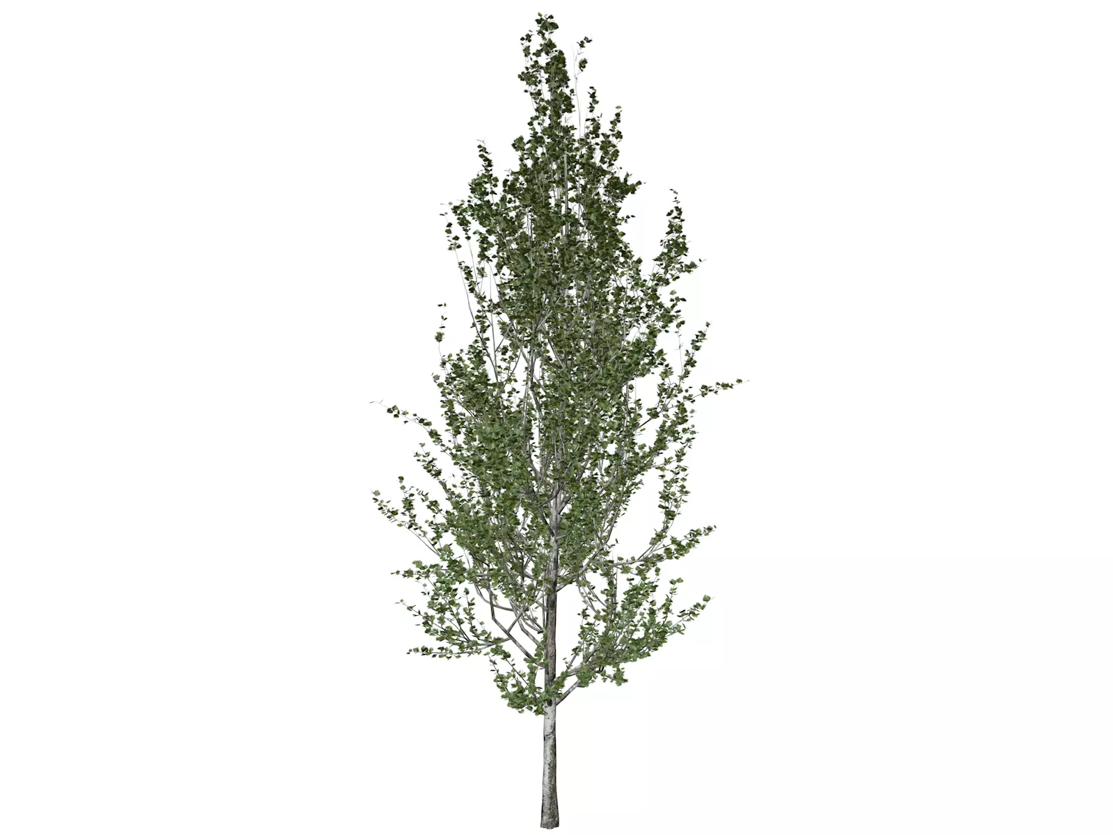 Lombardy Poplar Tree - 02 - 3D model_0