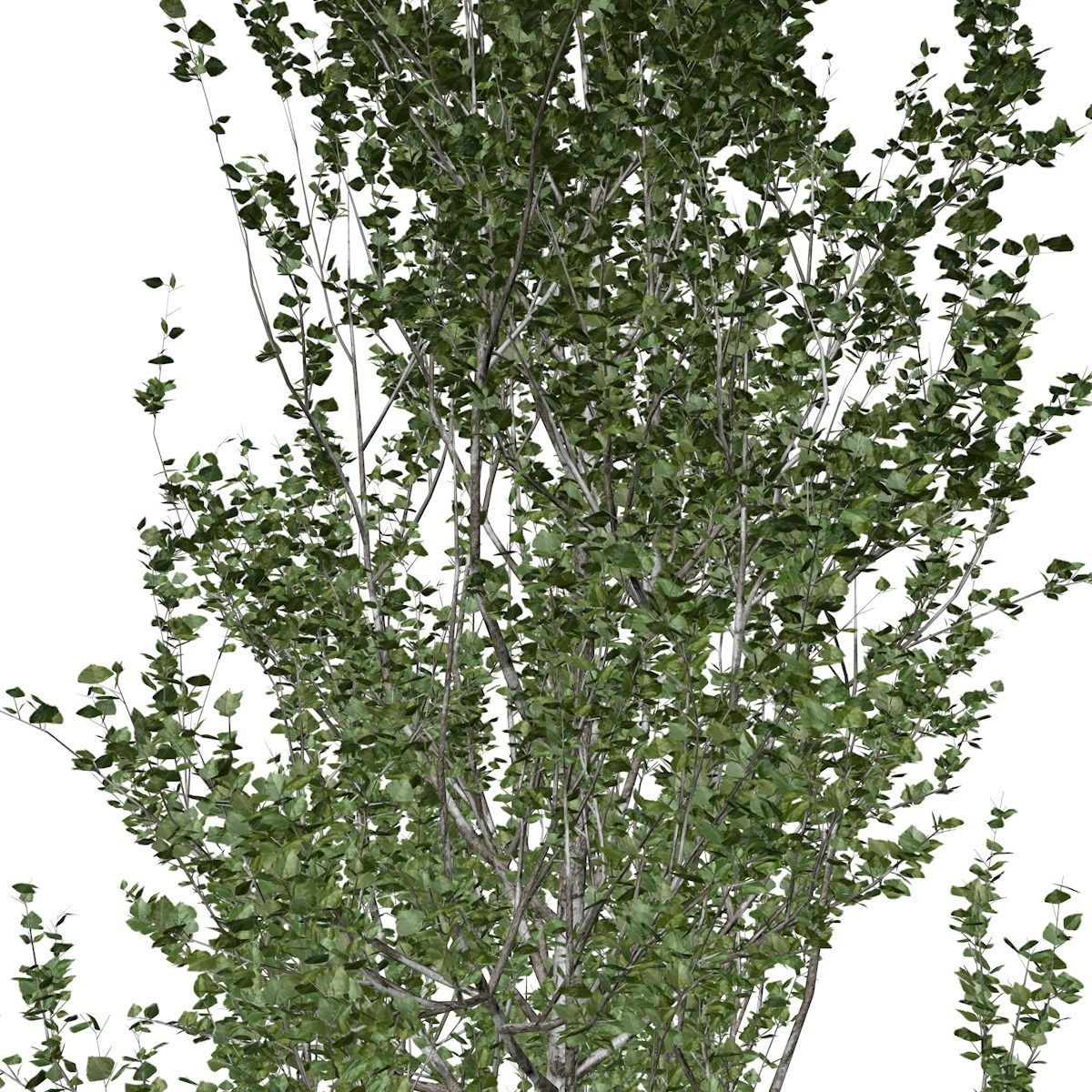 Lombardy Poplar Tree - 02 - 3D model_3