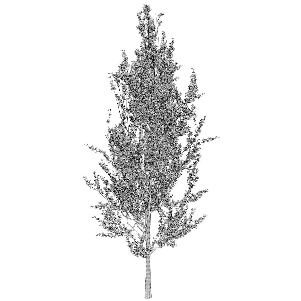 Lombardy Poplar Tree - 02 - 3D model_2