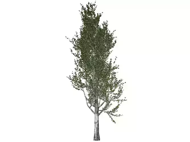 Lombardy Poplar Tree - 03 - 3D model
