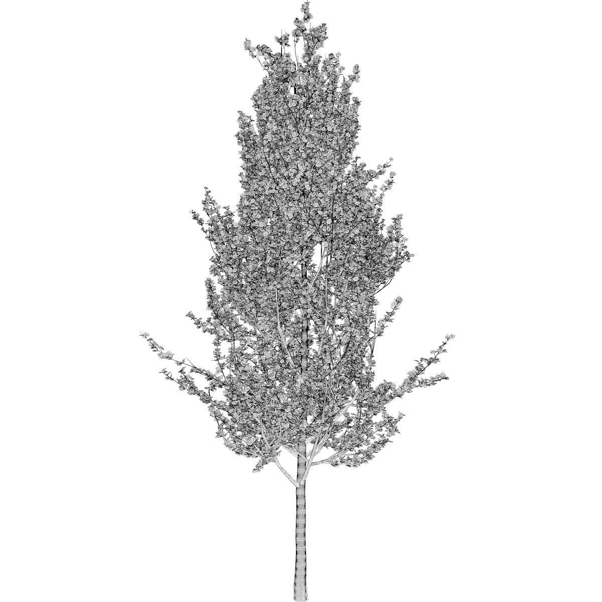 Lombardy Poplar Tree - 04 - 3D model_2