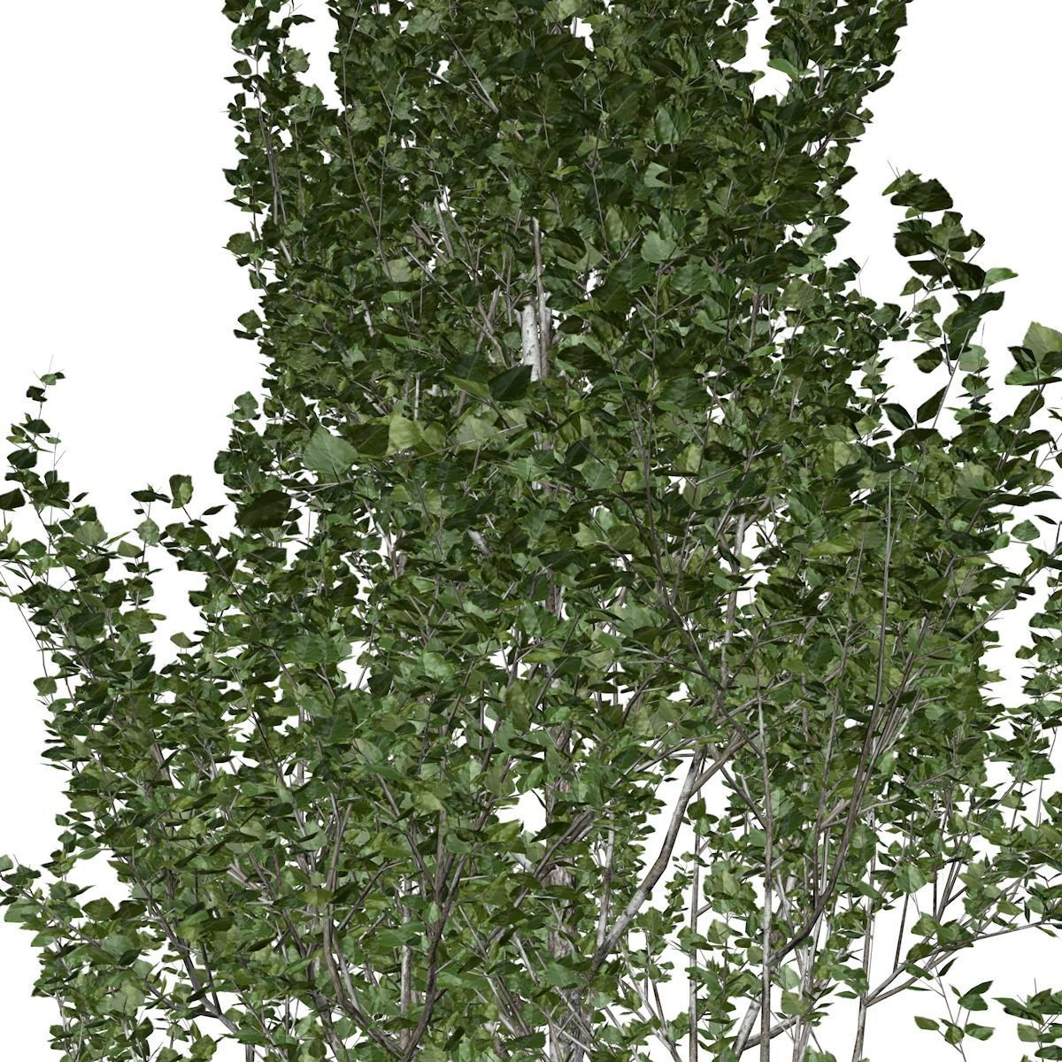 Lombardy Poplar Tree - 04 - 3D model_3