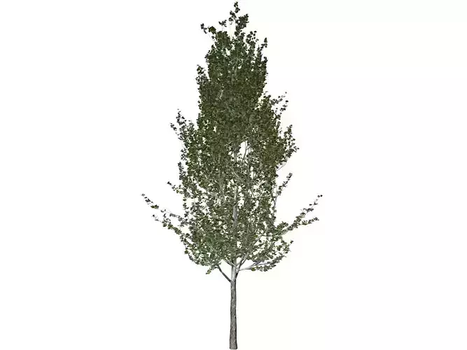 Lombardy Poplar Tree - 04 - 3D model