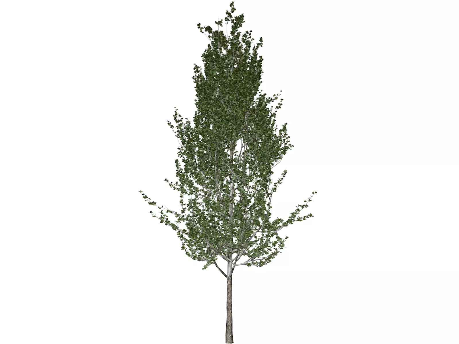 Lombardy Poplar Tree - 04 - 3D model_0