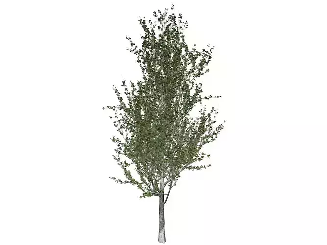 Lombardy Poplar Tree - 05 - 3D model