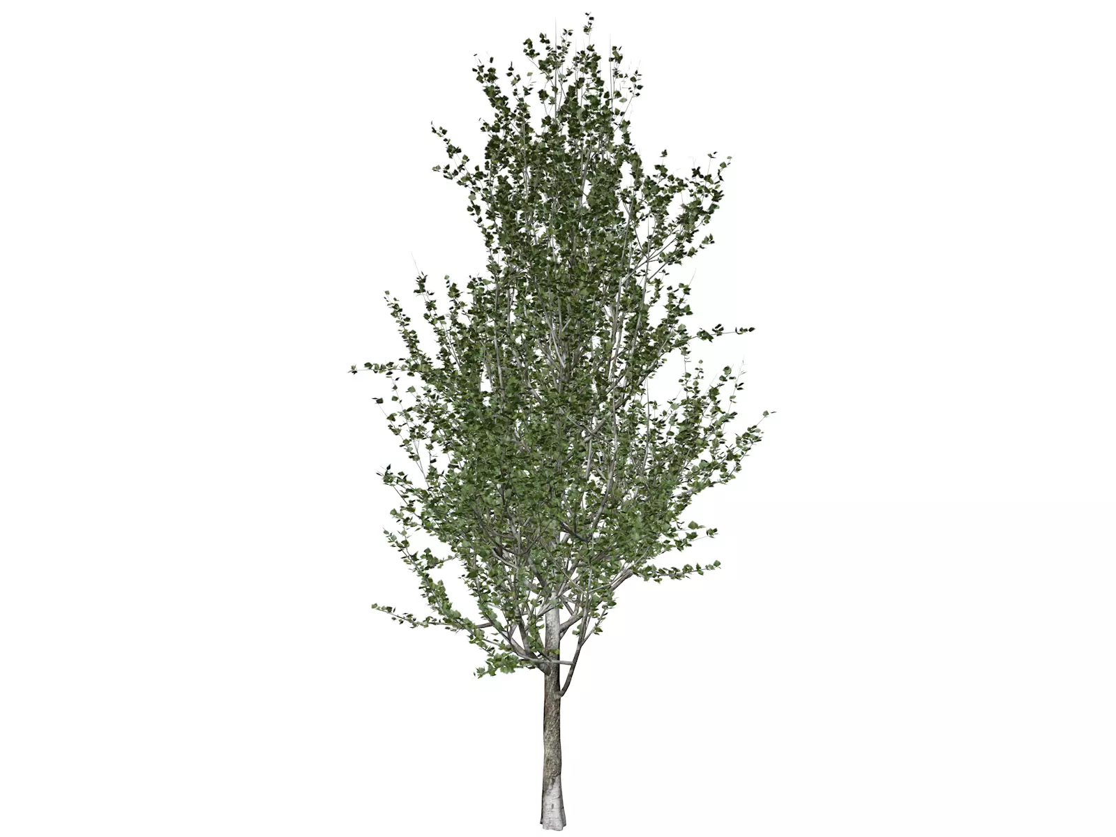 Lombardy Poplar Tree - 05 - 3D model_0