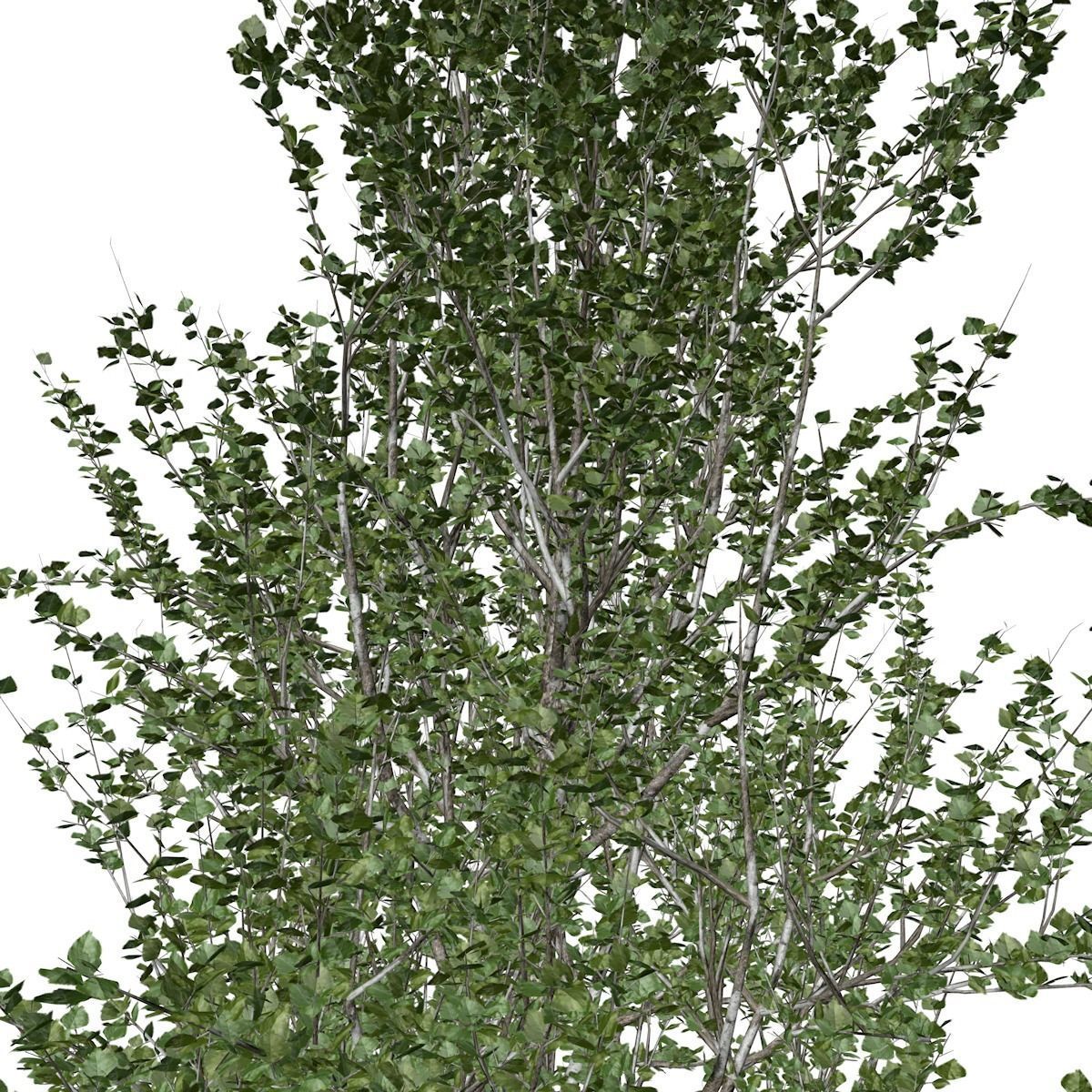 Lombardy Poplar Tree - 05 - 3D model_3