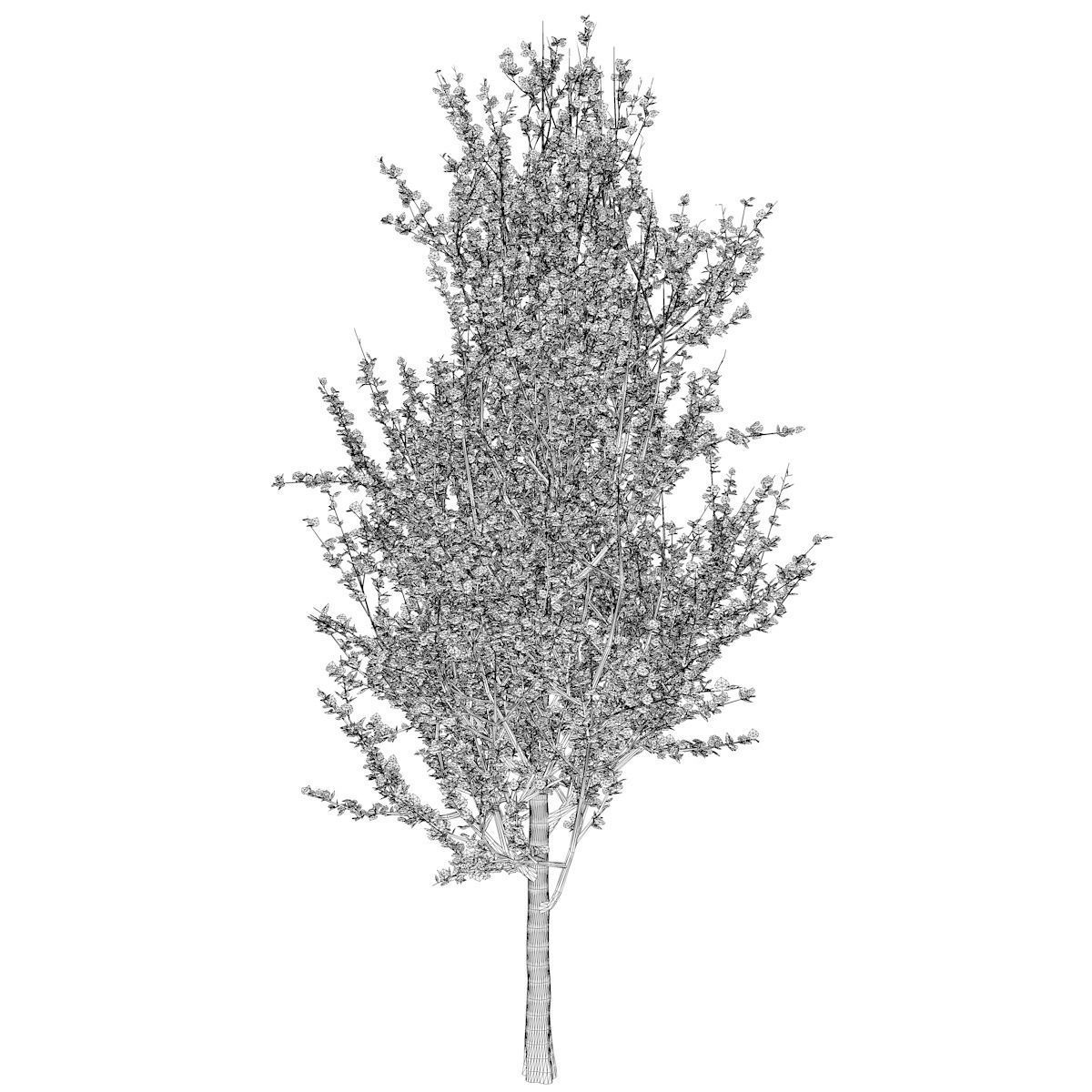 Lombardy Poplar Tree - 05 - 3D model_2