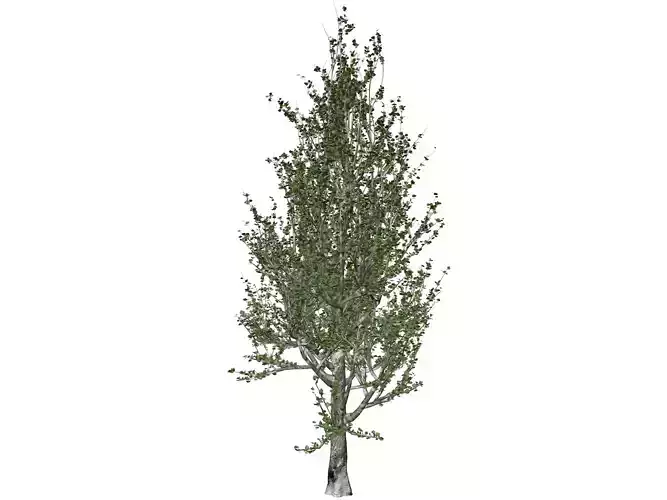 Lombardy Poplar Tree - 06 - 3D model