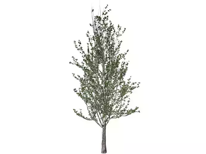 Lombardy Poplar Tree - 07 - 3D model