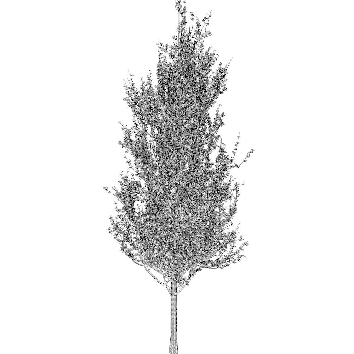 Lombardy Poplar Tree - 08 - 3D model_2