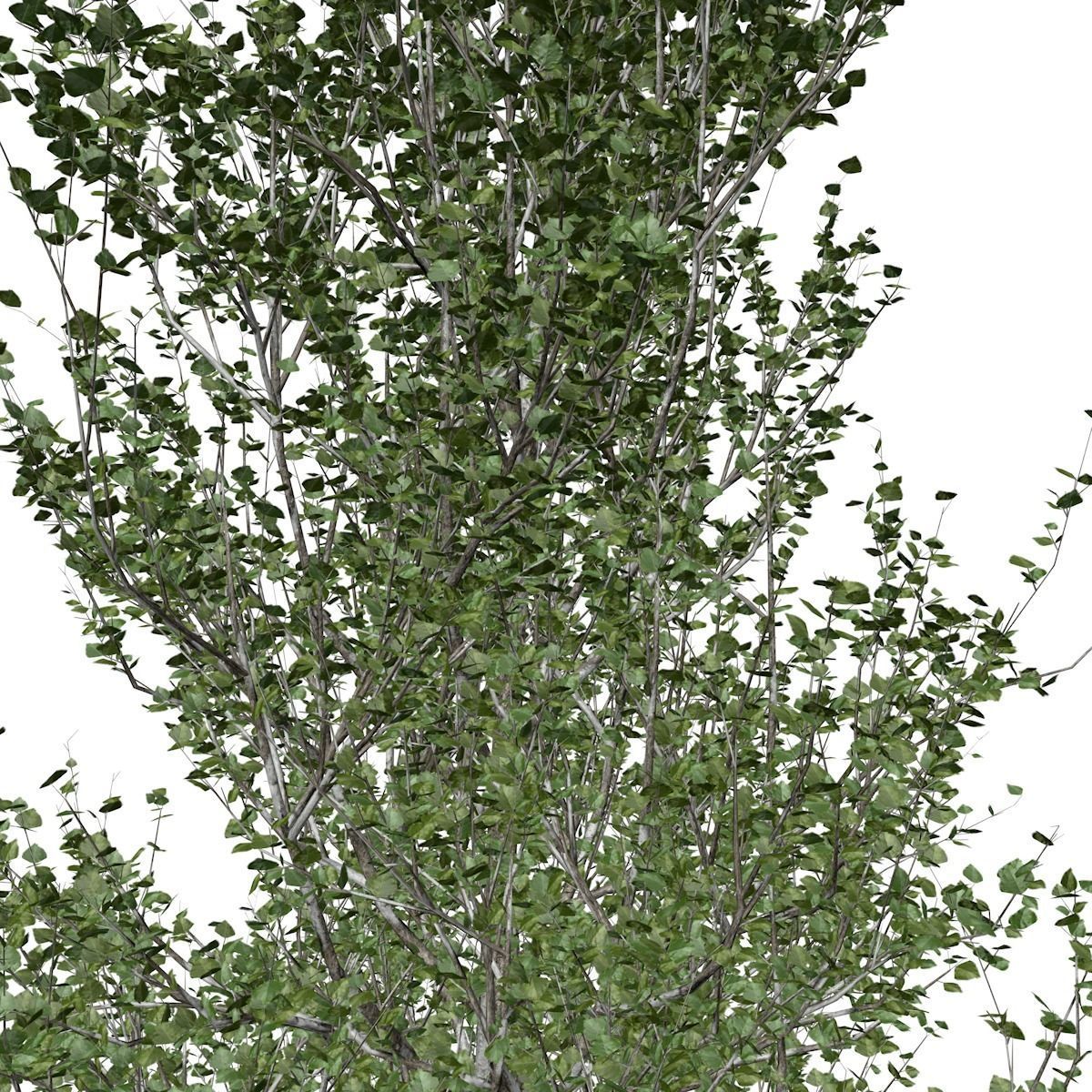 Lombardy Poplar Tree - 08 - 3D model_3