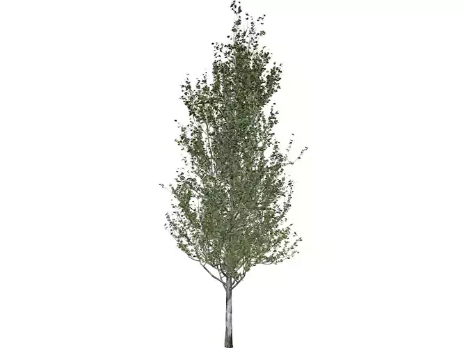 Lombardy Poplar Tree - 08 - 3D model