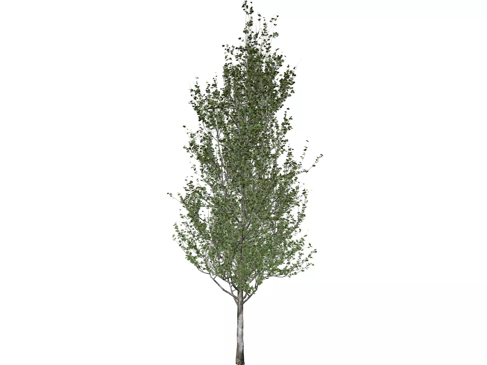 Lombardy Poplar Tree - 08 - 3D model_0