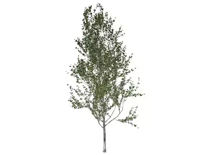 Lombardy Poplar Tree - 09 - 3D model