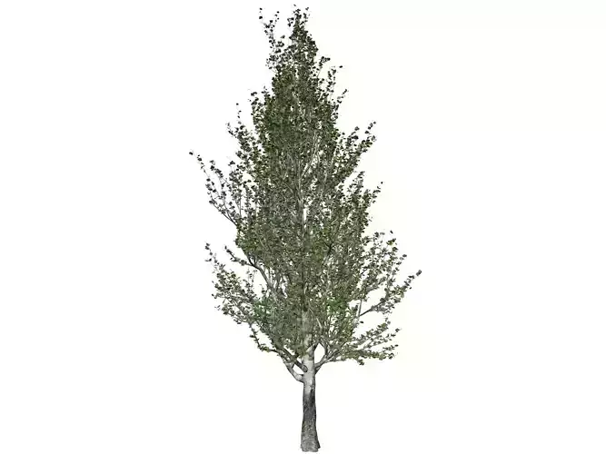 Lombardy Poplar Tree - 10 - 3D model
