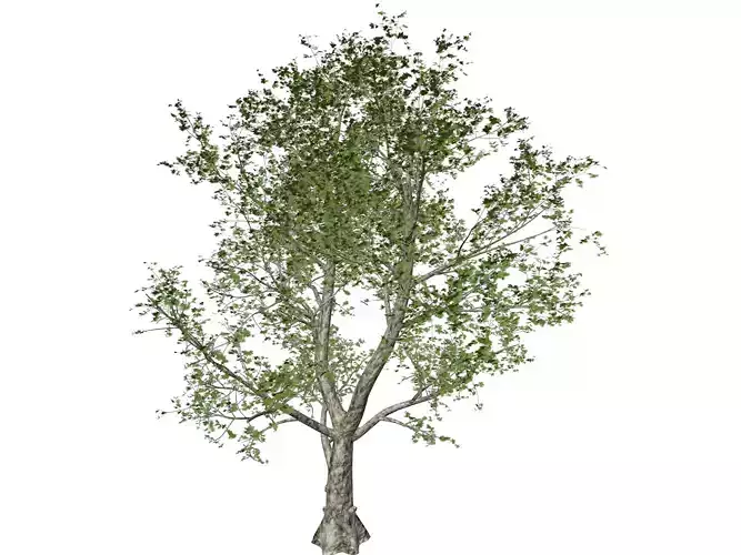 London Plane Tree - 01 -