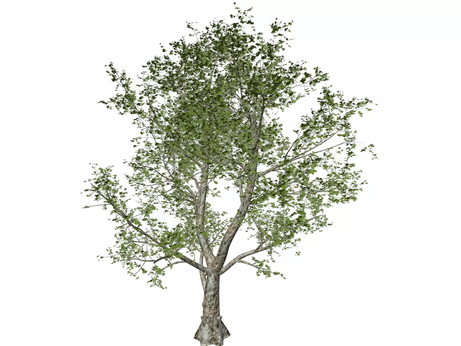 London Plane Tree - 01 - 3D model