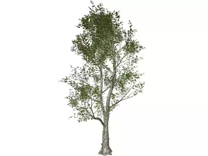 London Plane Tree - 02 -