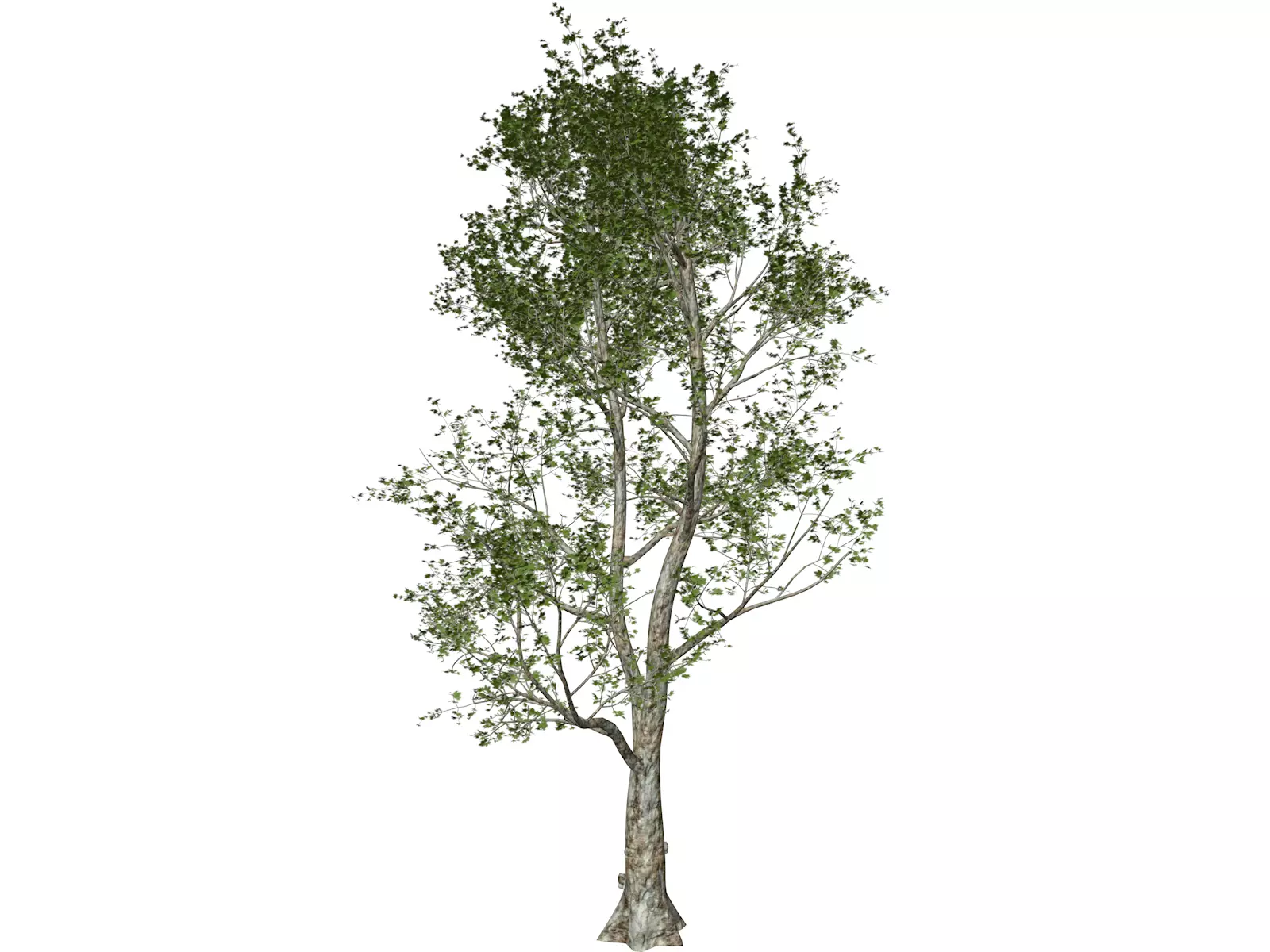 London Plane Tree - 02 - 3D model