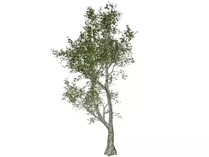 London Plane Tree - 03 -