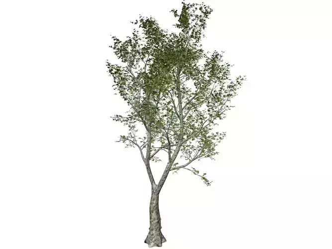 London Plane Tree - 04 -