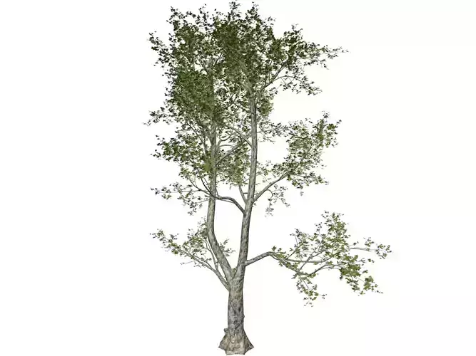 London Plane Tree - 05 -