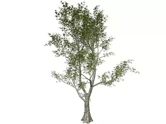 London Plane Tree - 06 -