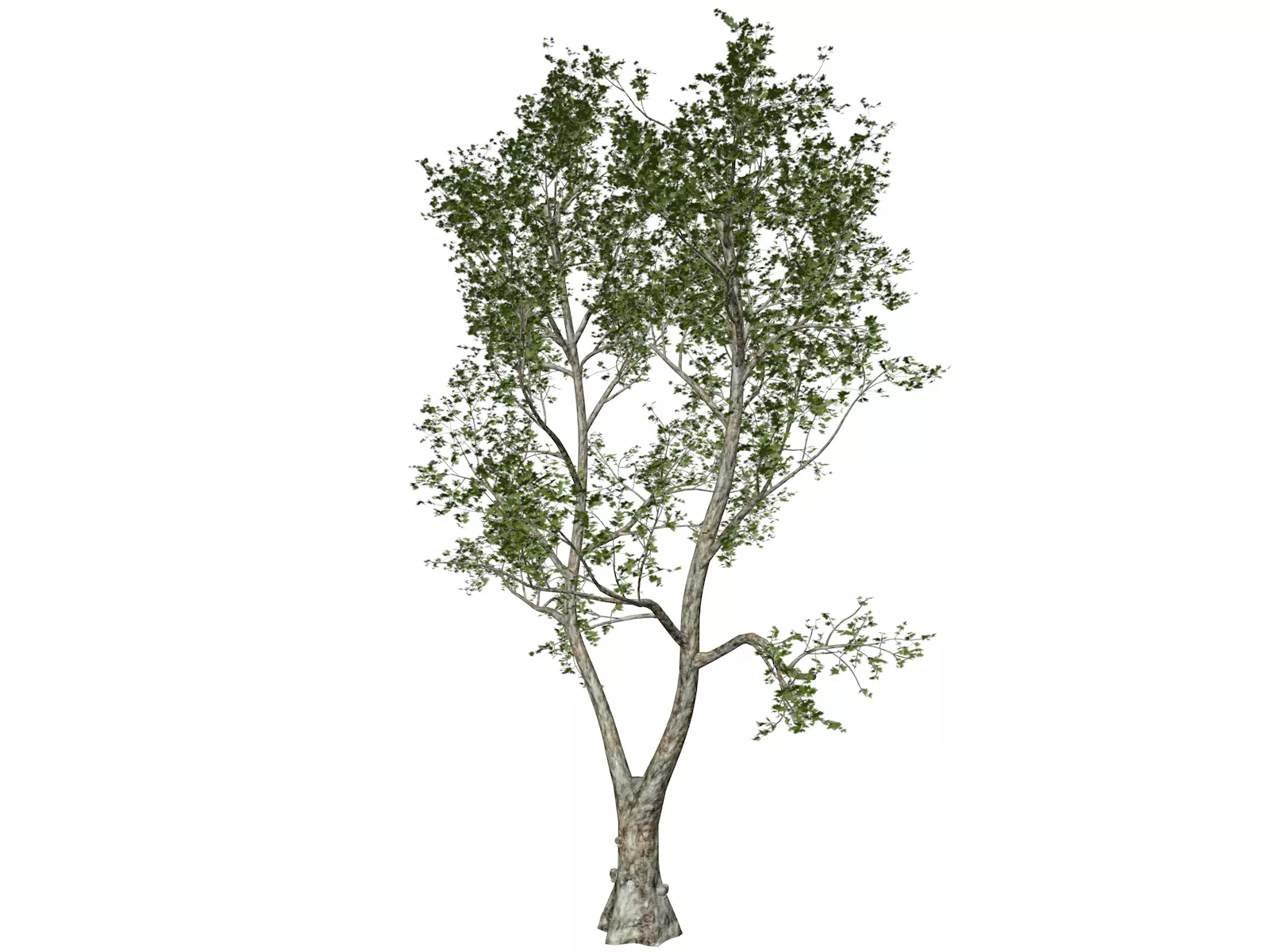 London Plane Tree - 07 - 3D model