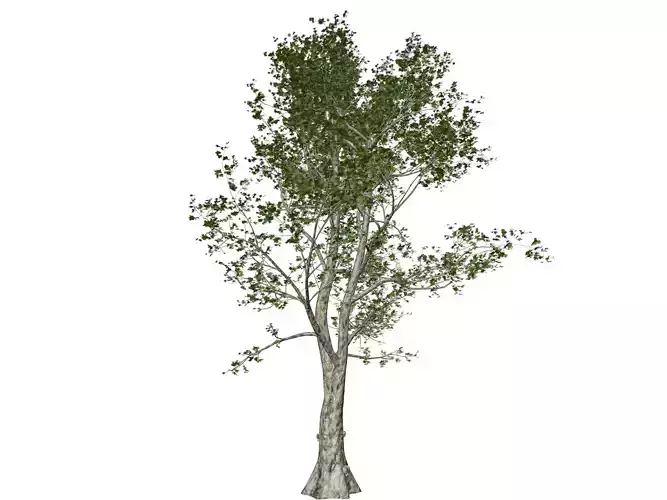 London Plane Tree - 08 -