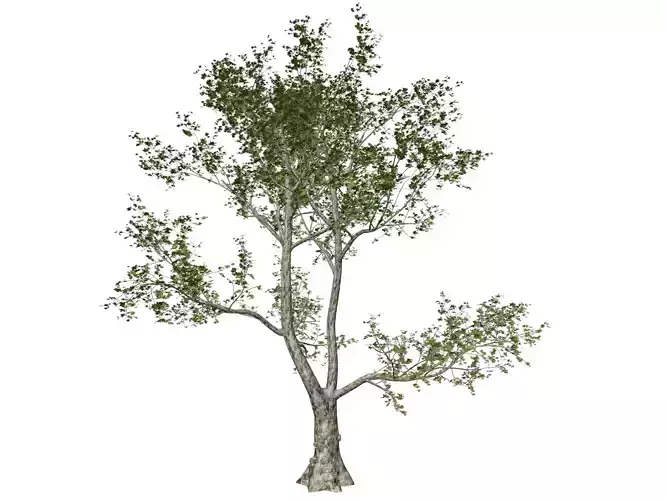 London Plane Tree - 09 -