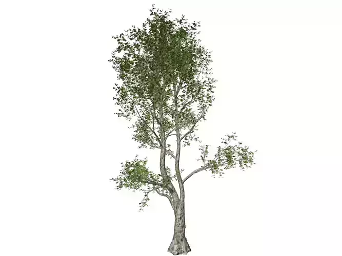 London Plane Tree - 10 -