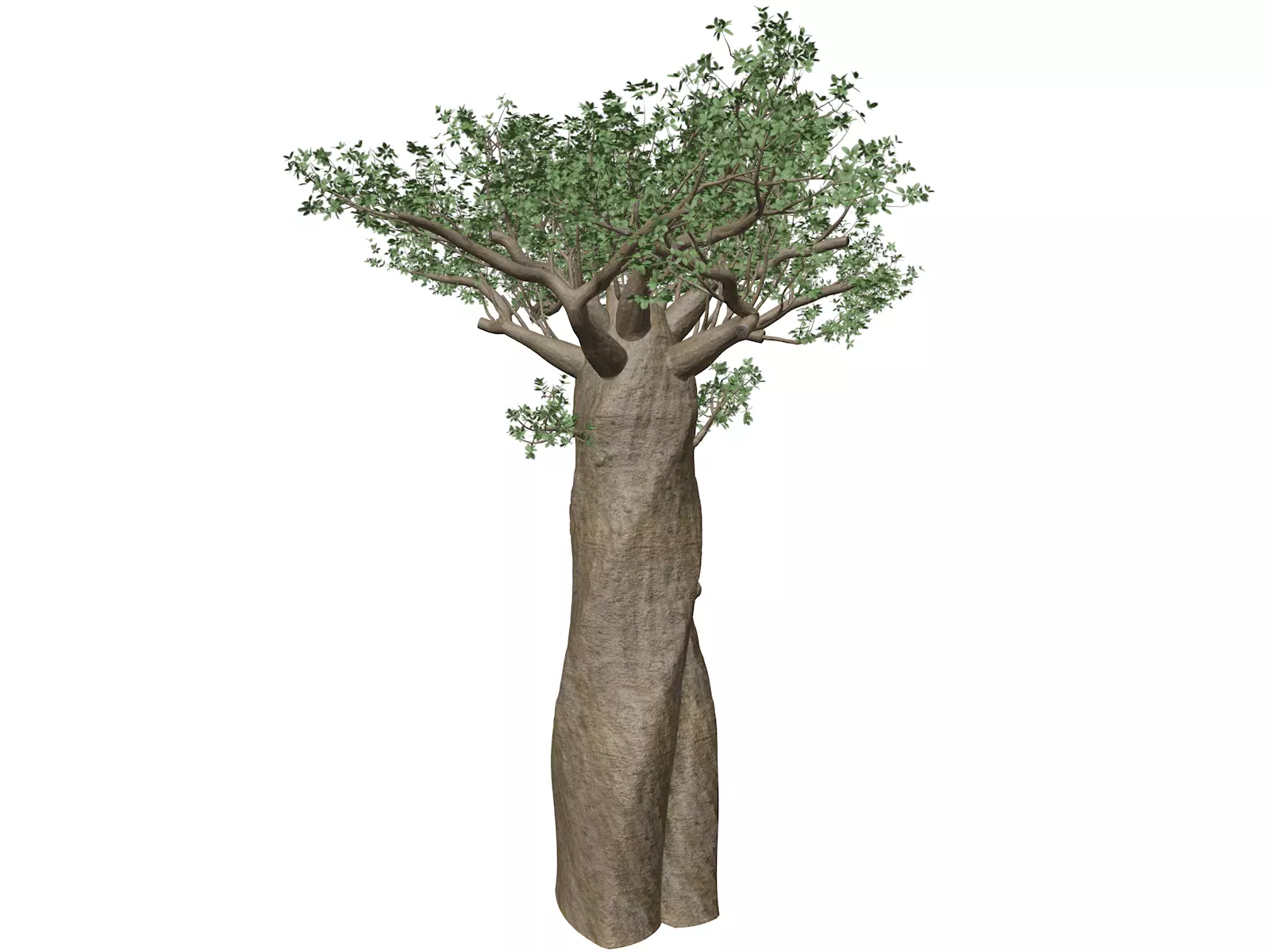 Madagascan Baobab Tree - 01 - 3D model