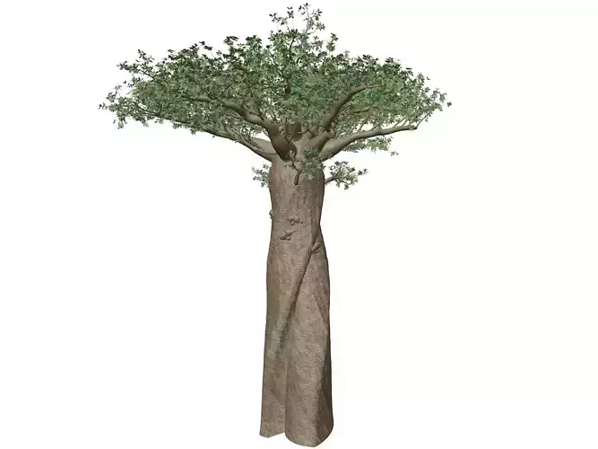 Madagascan Baobab Tree - 02 -