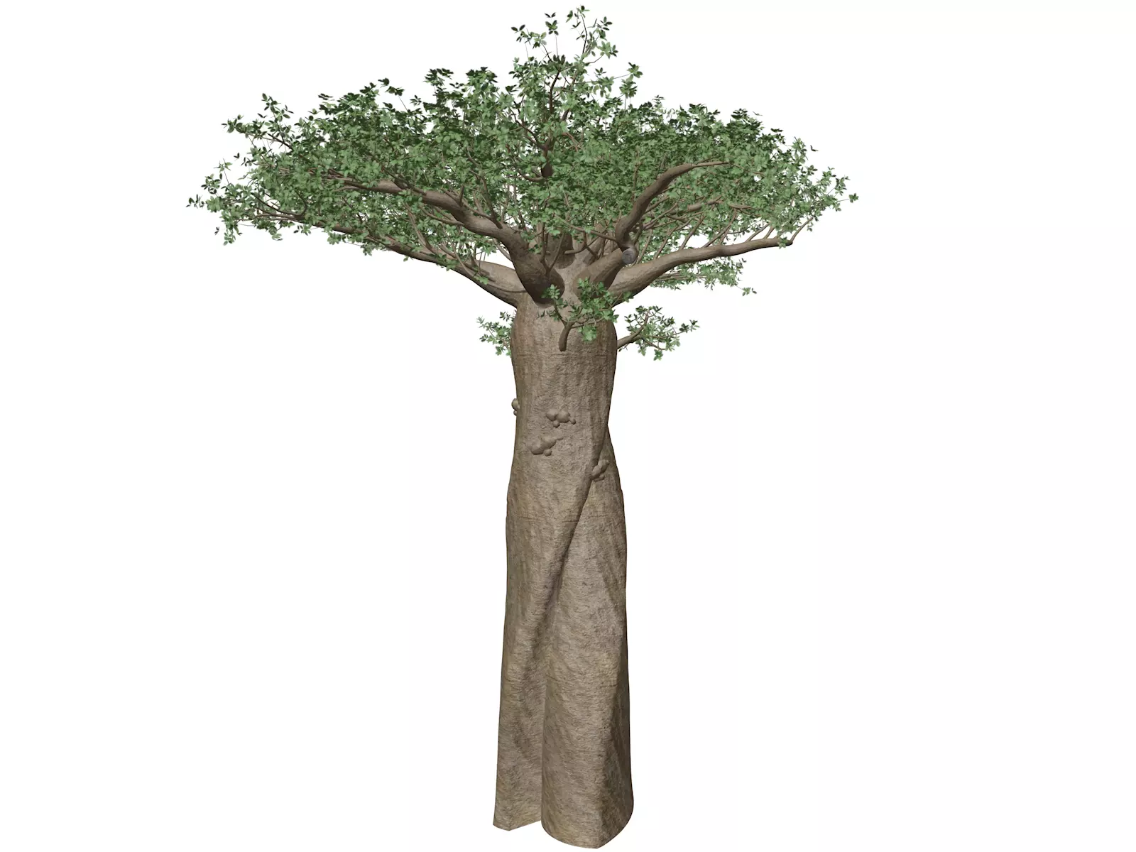 Madagascan Baobab Tree - 02 - 3D model