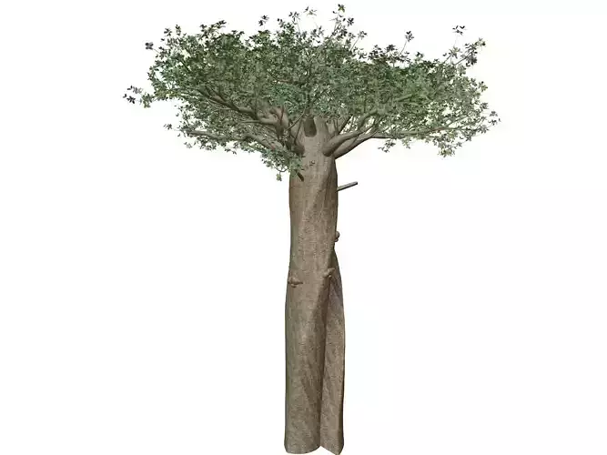 Madagascan Baobab Tree - 03 -