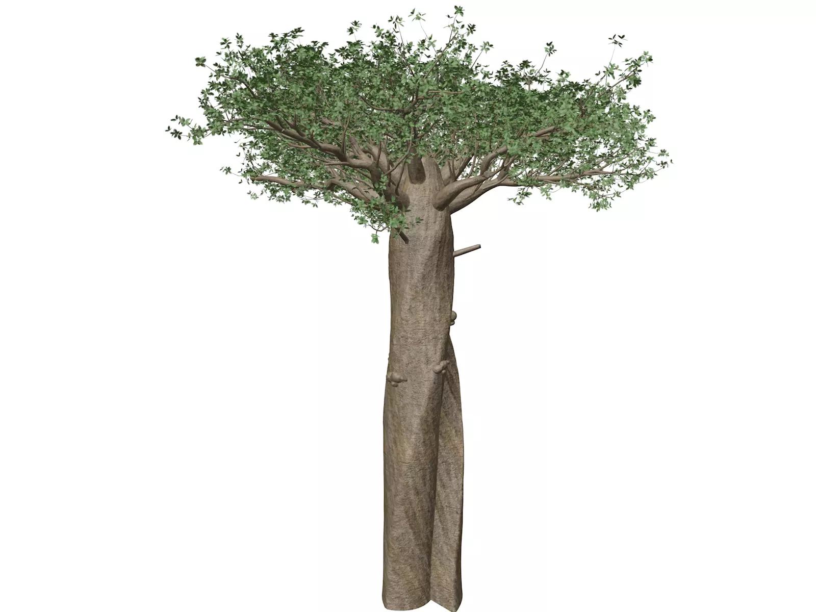 Madagascan Baobab Tree - 03 - 3D model
