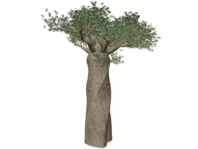 Madagascan Baobab Tree - 04 -