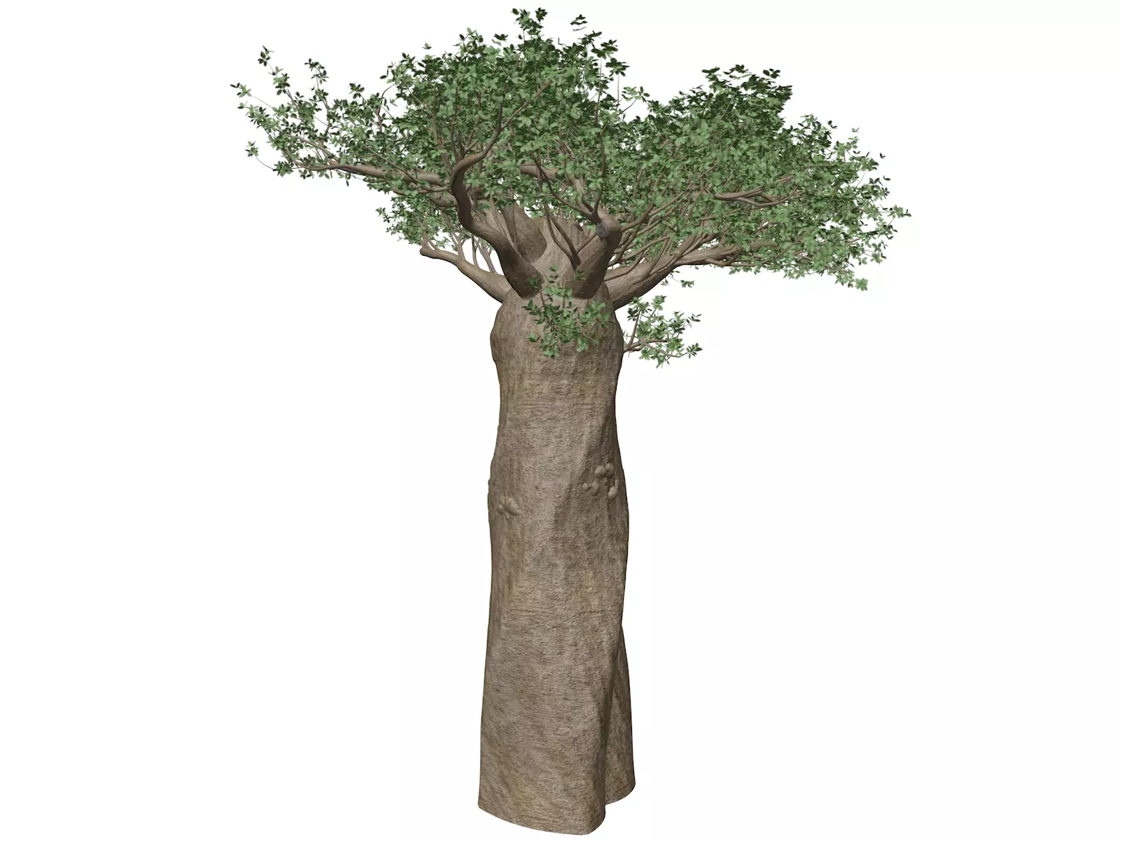 Madagascan Baobab Tree - 04 - 3D model
