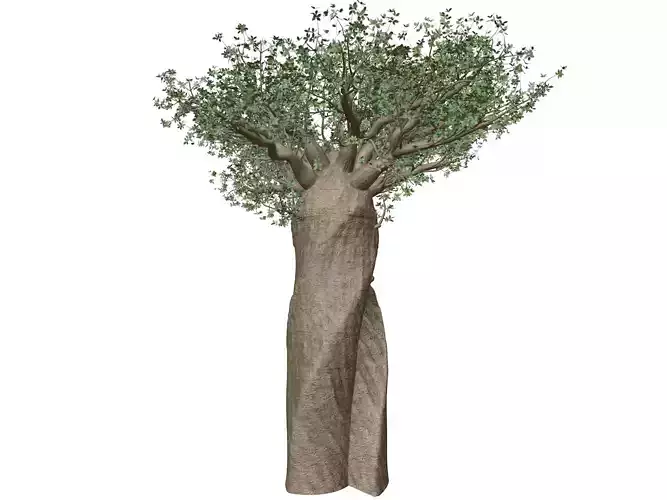 Madagascan Baobab Tree - 05 -