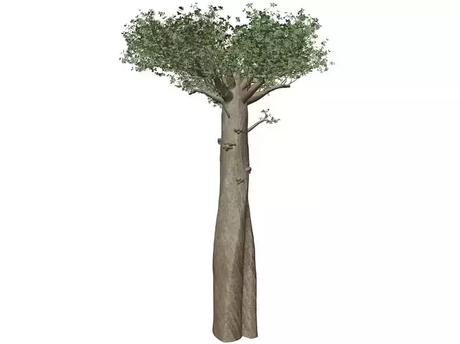 Madagascan Baobab Tree - 06 -