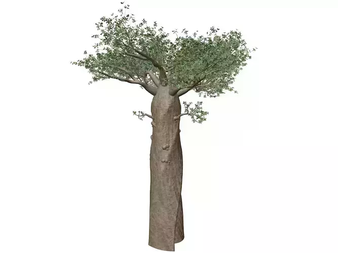 Madagascan Baobab Tree - 07 -