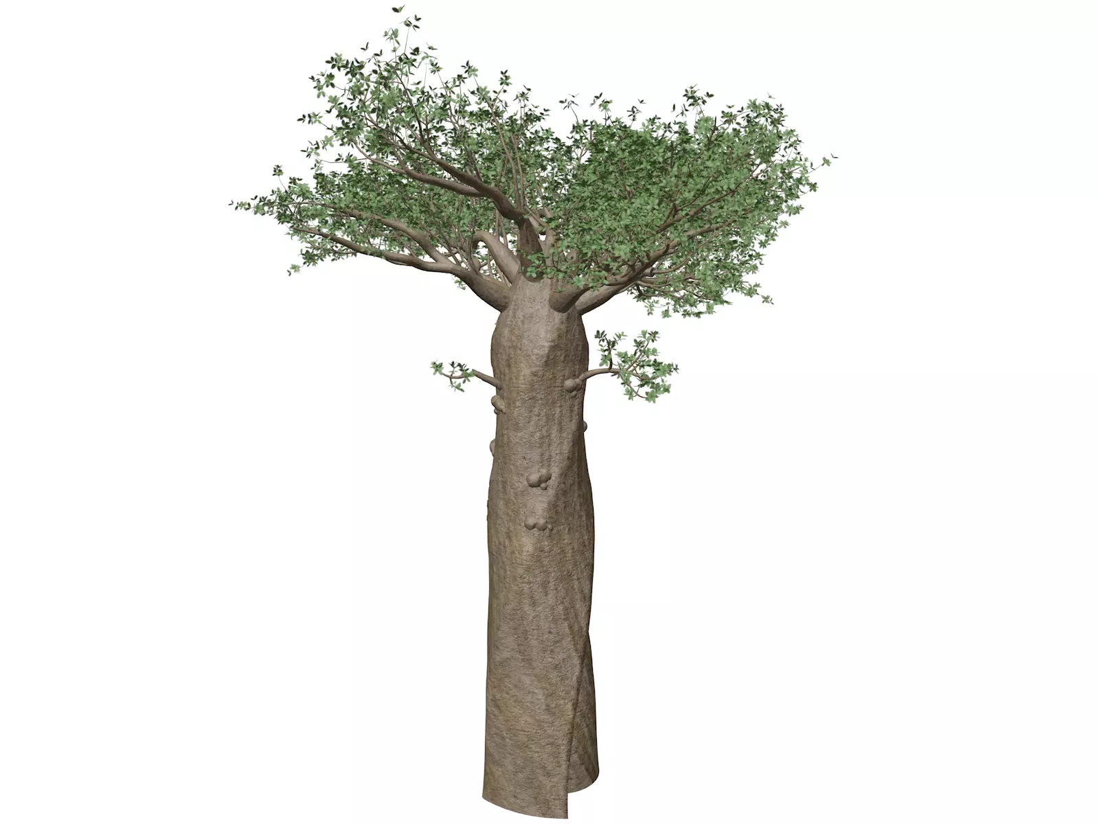 Madagascan Baobab Tree - 07 - 3D model_0