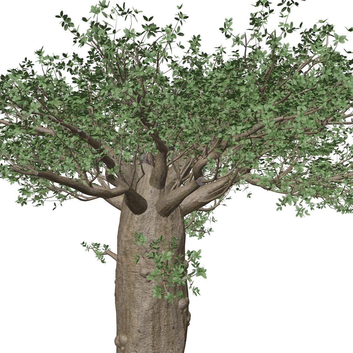 Madagascan Baobab Tree - 07 - 3D model_3