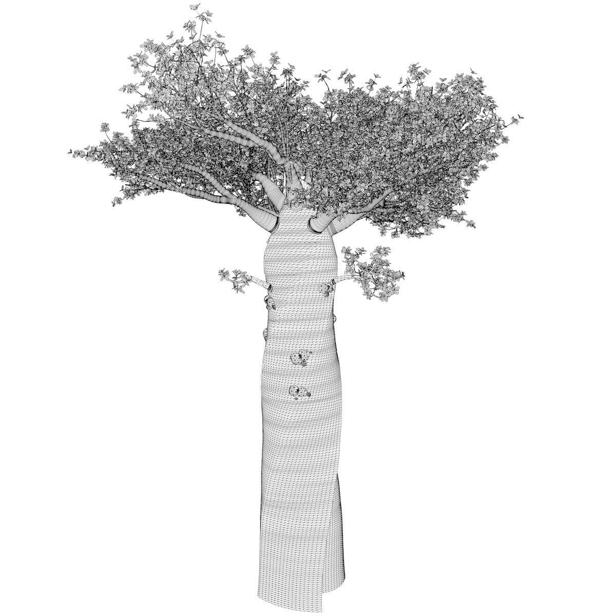 Madagascan Baobab Tree - 07 - 3D model_2
