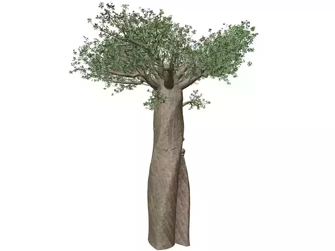 Madagascan Baobab Tree - 08 -