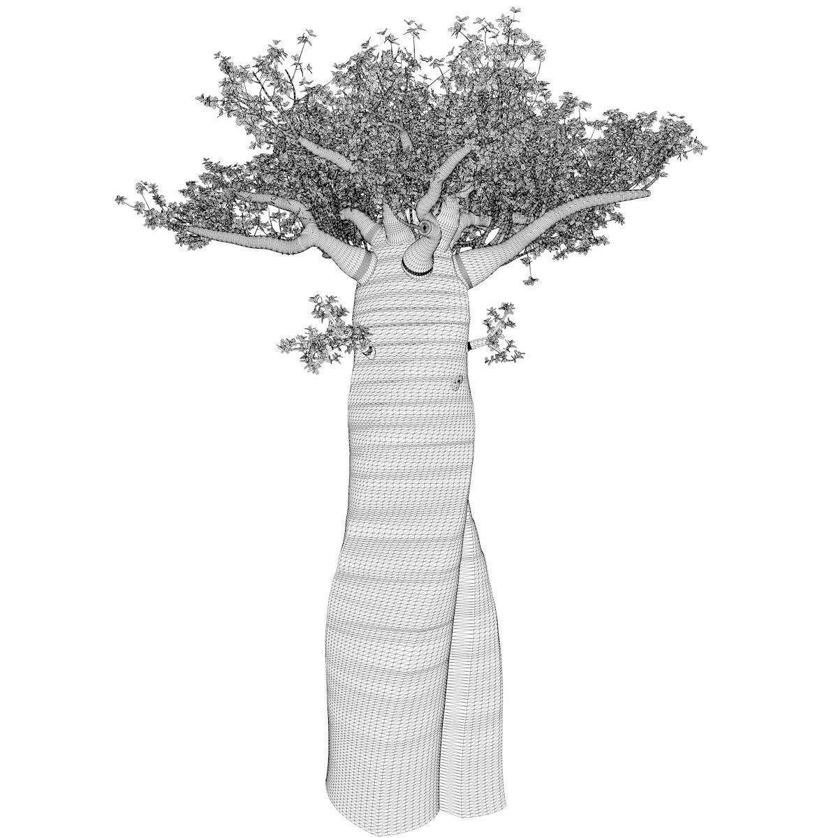 Madagascan Baobab Tree - 09 - 3D model_2