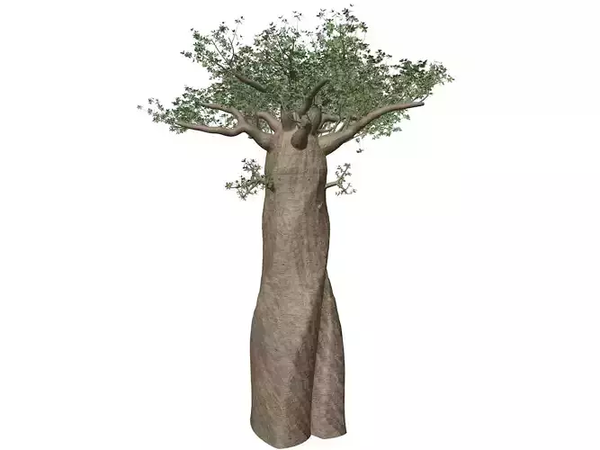 Madagascan Baobab Tree - 09 -